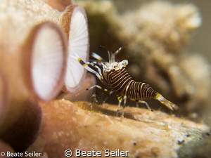 Octopus get cleaned by a bumblebee shrimp by Beate Seiler 